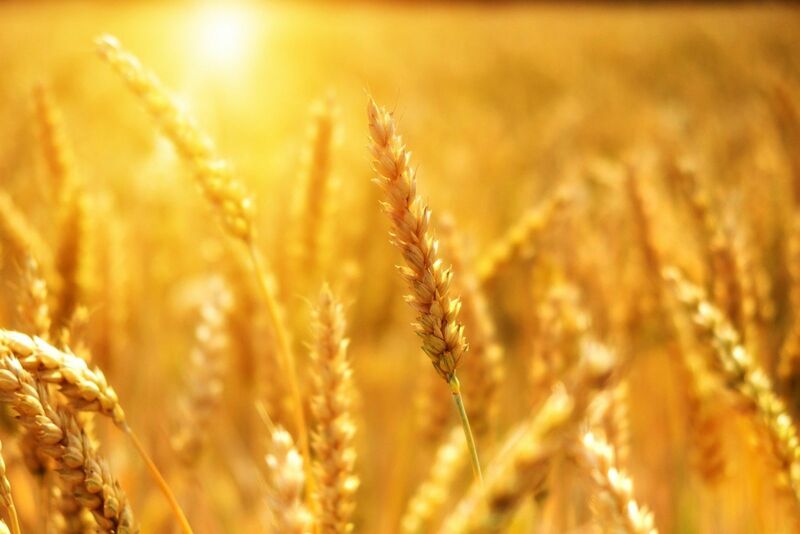 Field of wheat at golden hour